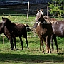 Rocky_ Mountain_ Horse_ 3(114)